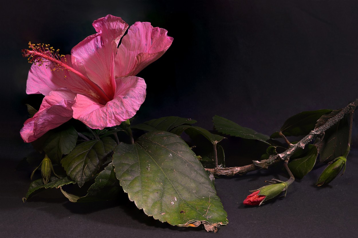 "Hibiscus rosa-sinensis." de Pascual Dippolito