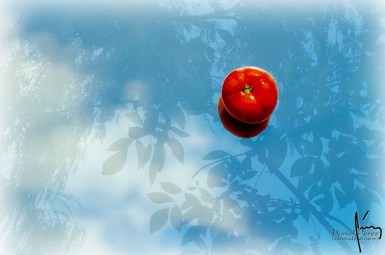 "Ce n`est pas une tomate ((PARA CARLOS))" de Daniel Prez Kchmeister