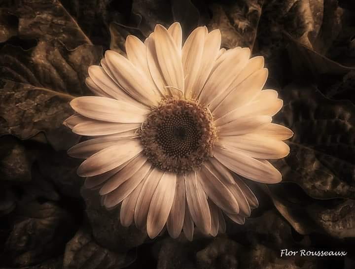 "`Recomenzar`" de Mara Florencia Rousseaux (flor)