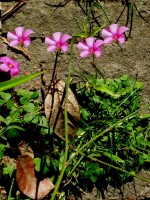 flor de oxalis