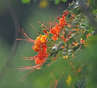 Flamboianzinho  Caesalpinia pulcherrima