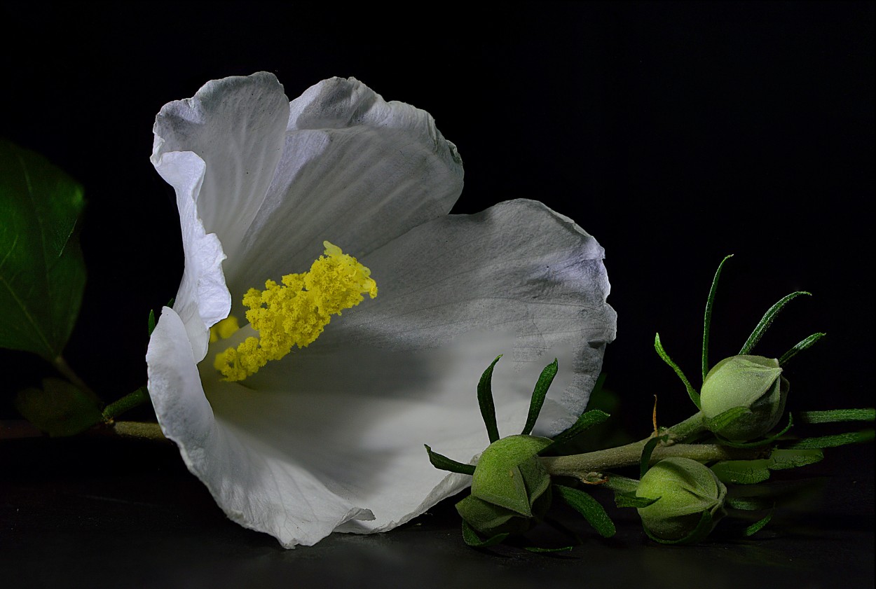 "Hibiscus rosa-sinensis. (2)" de Pascual Dippolito