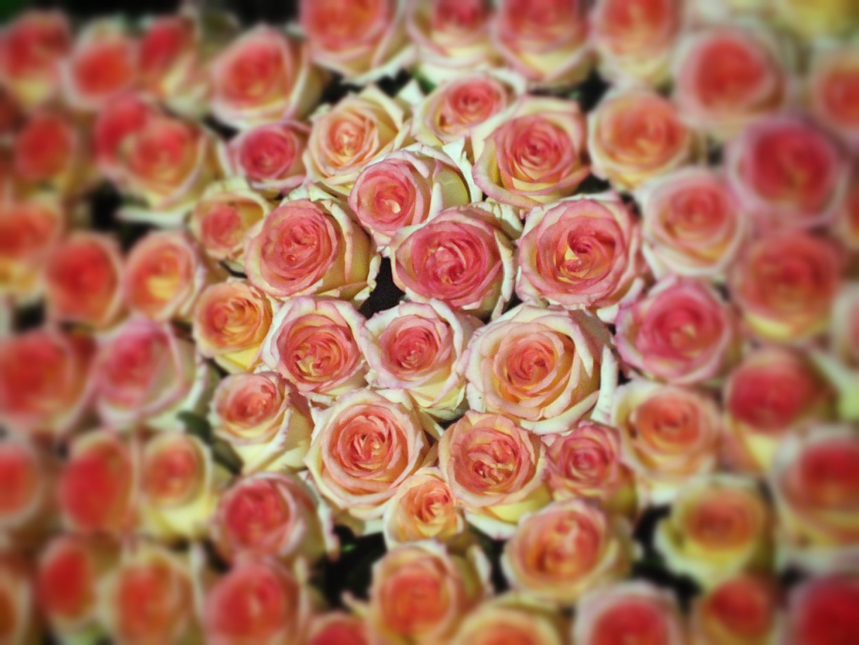 "Rosas, rosas e muitas rosas! ( Fv. ouvir )" de Decio Badari
