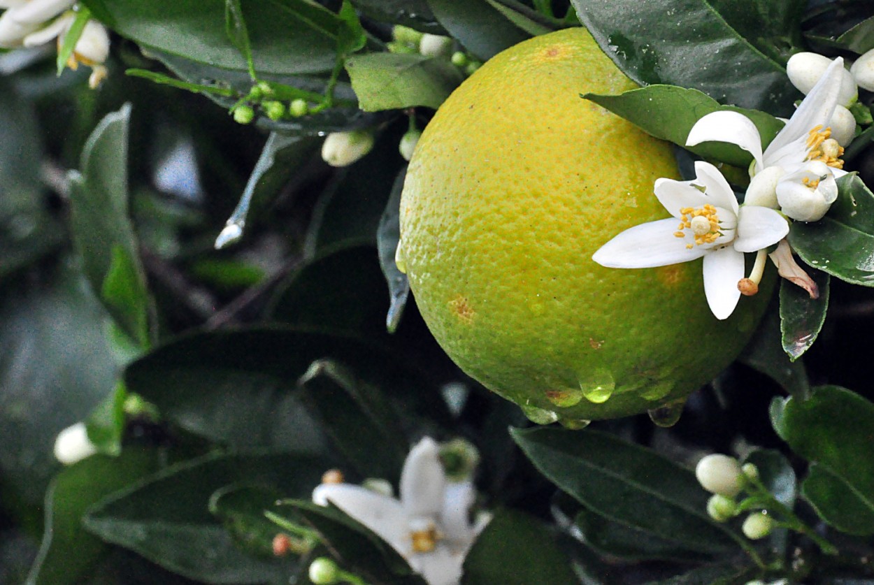 "O frescor do Limo e seus beneficios" de Decio Badari