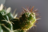 Cactus 2020