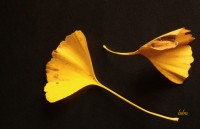hojas del gingko biloba
