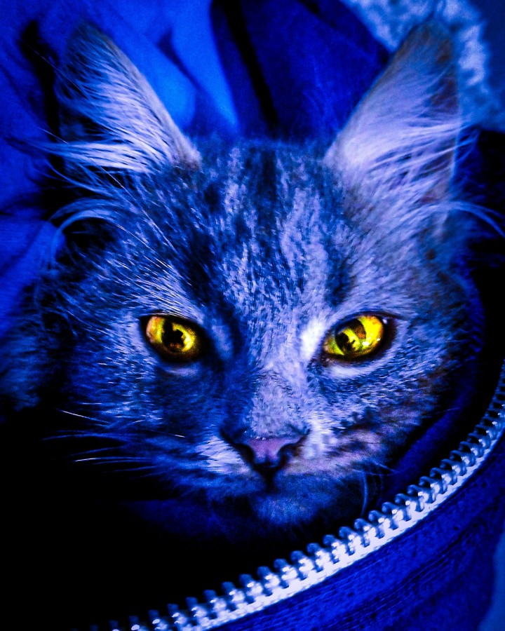 "Gato azul" de Anabella Gasparini