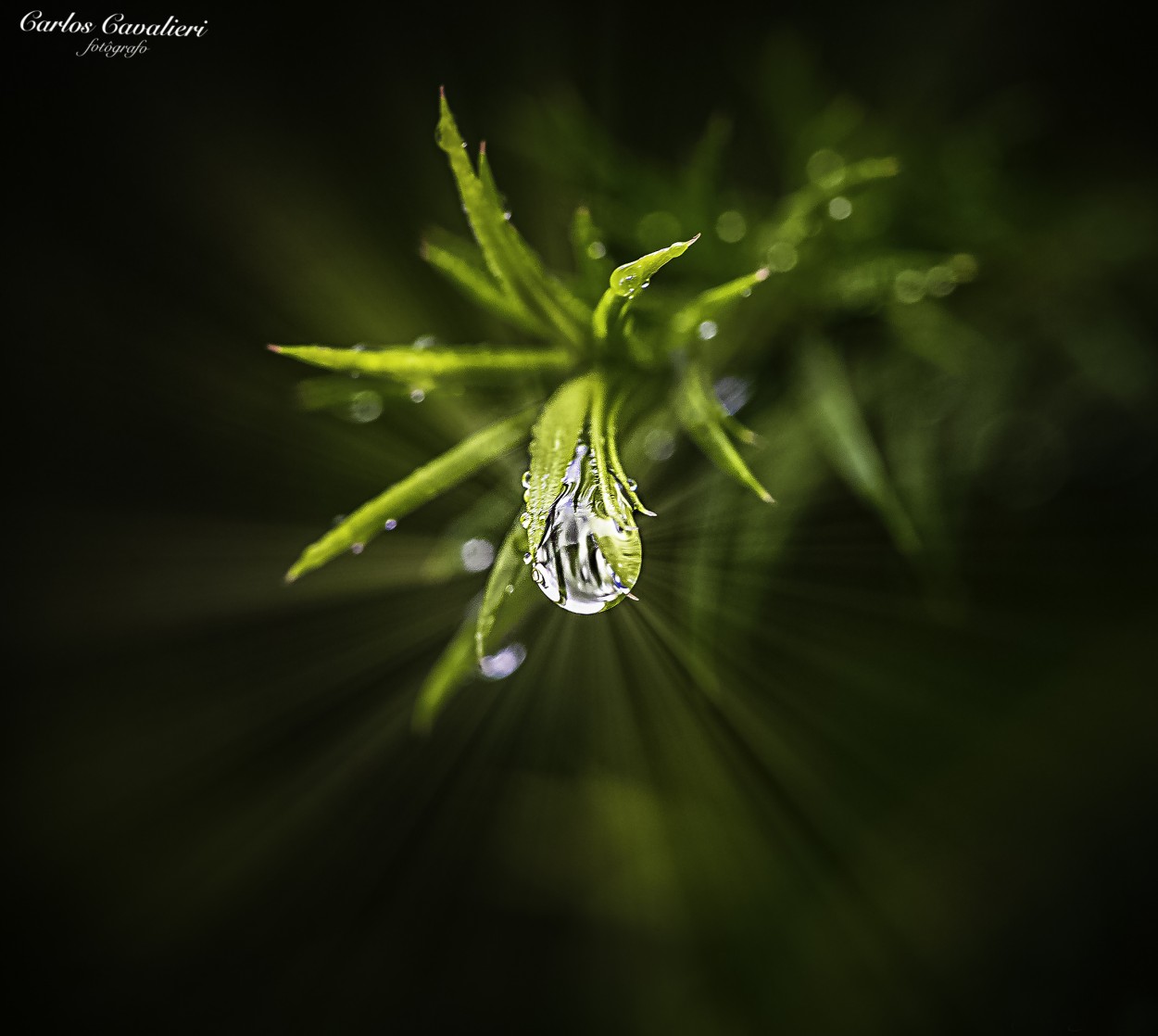 "Verde resplandor..." de Carlos Cavalieri