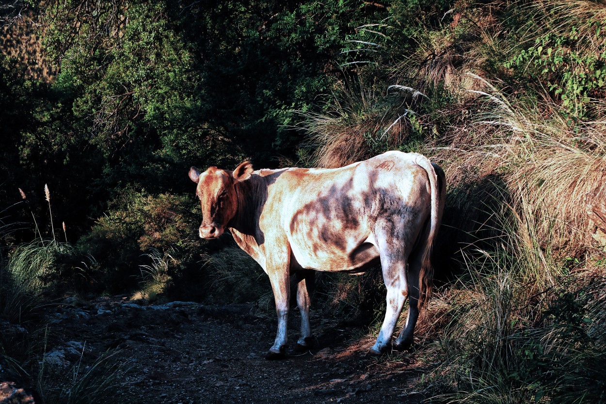 "Composicion tema: La Vaca" de Juan Carlos Barilari