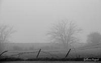 Un manto de neblina