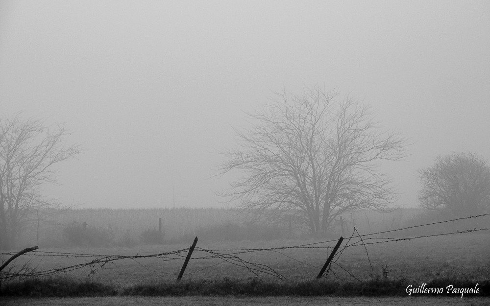 "Un manto de neblina" de Guillermo Daniel Pasquale