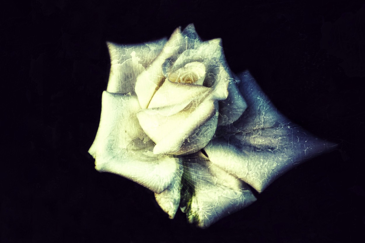 "La rosa lo sabe..." de Maria Isabel Hempe
