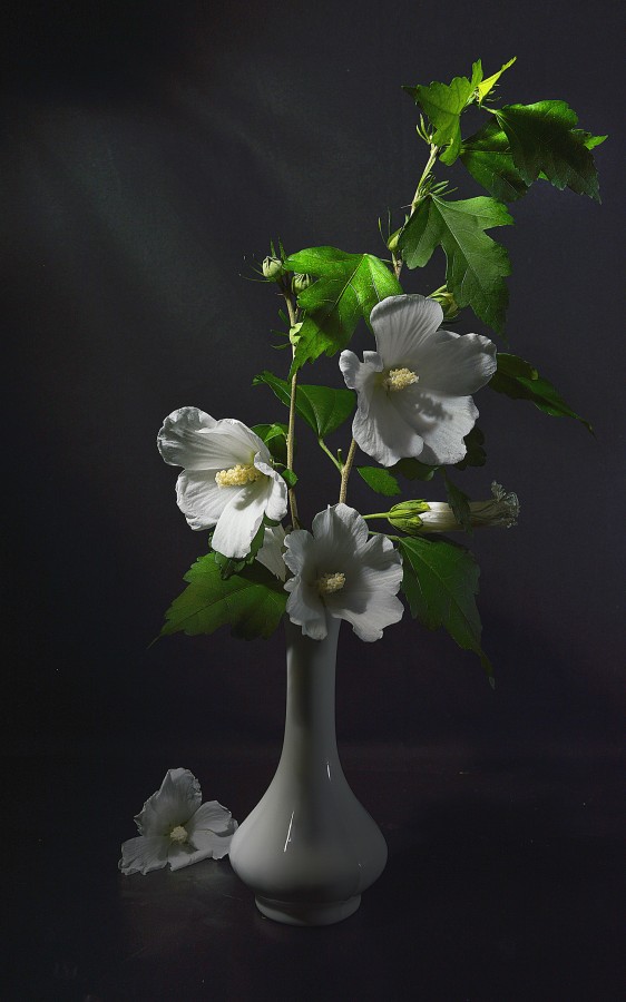 "Rosas chinas blancas." de Pascual Dippolito