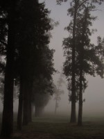 bosque y niebla