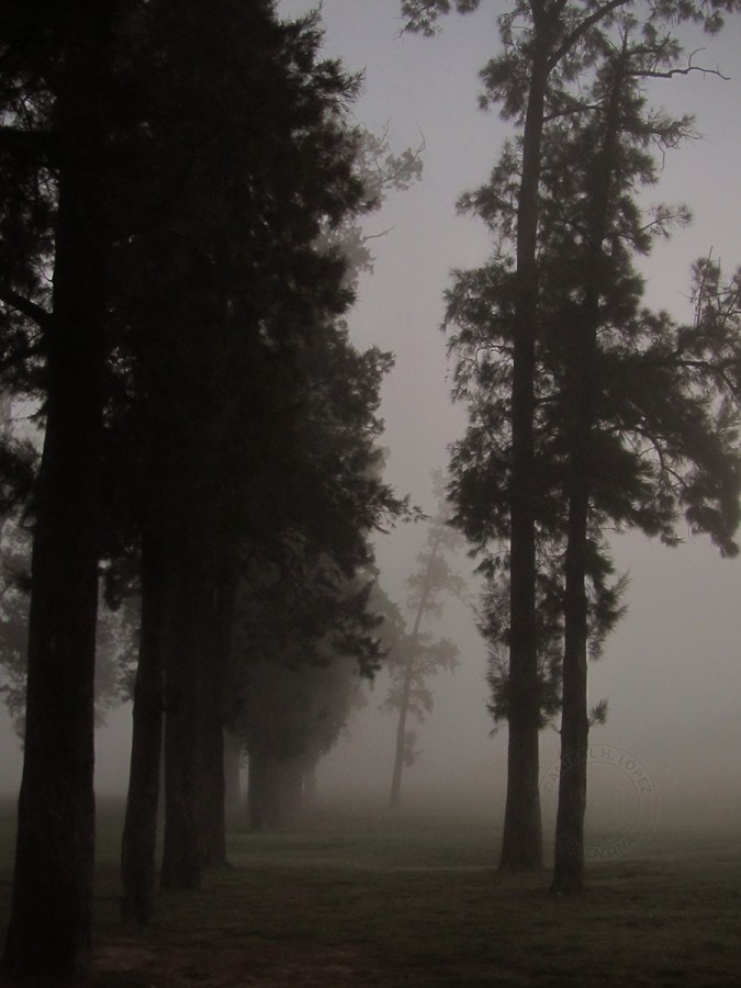 "bosque y niebla" de Anbal H. Lpez