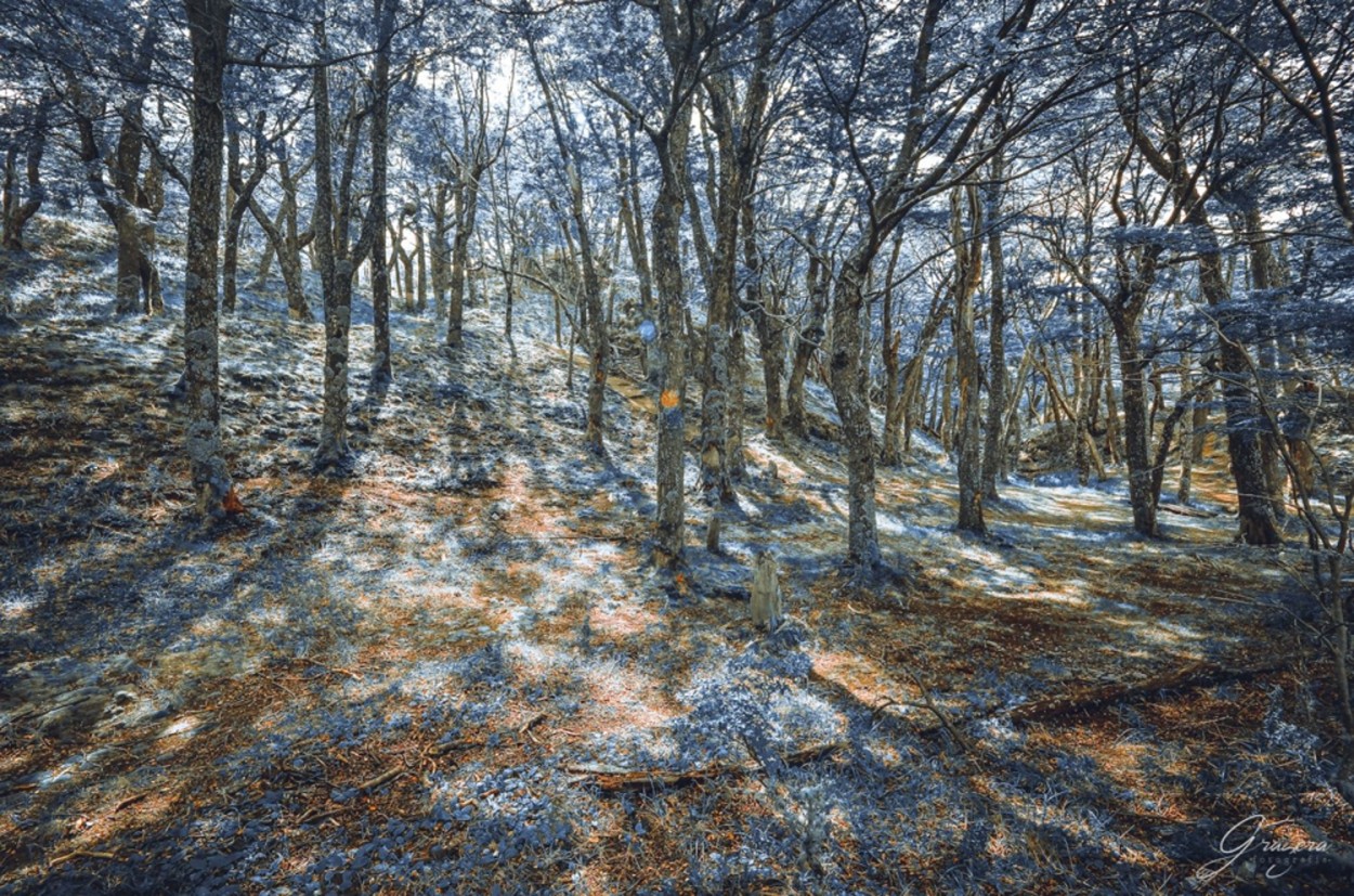 "el bosque azul" de Carlos Gustavo Gragera Garriga
