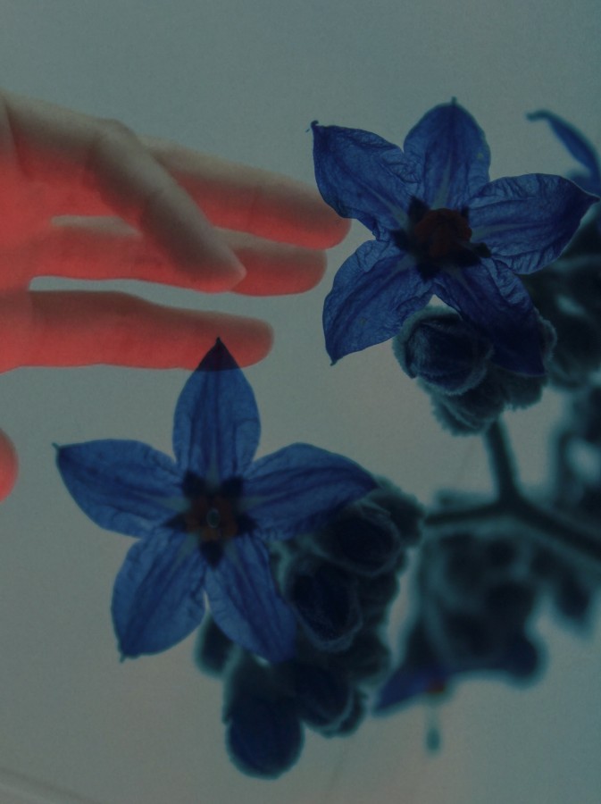 "violets are blue" de Celeste Berutti