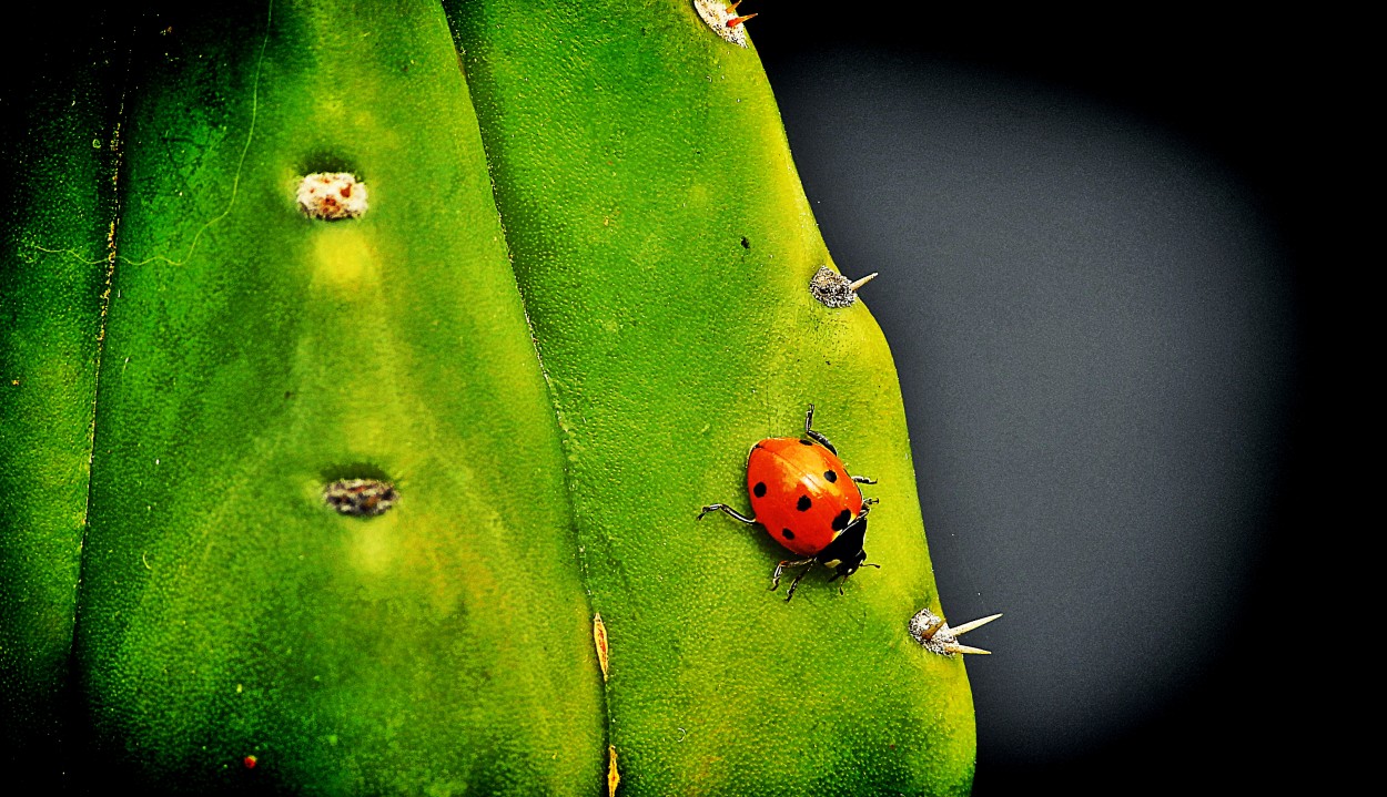 "Insecto" de Miguel ngel Nava Venegas ( Mike Navolta)