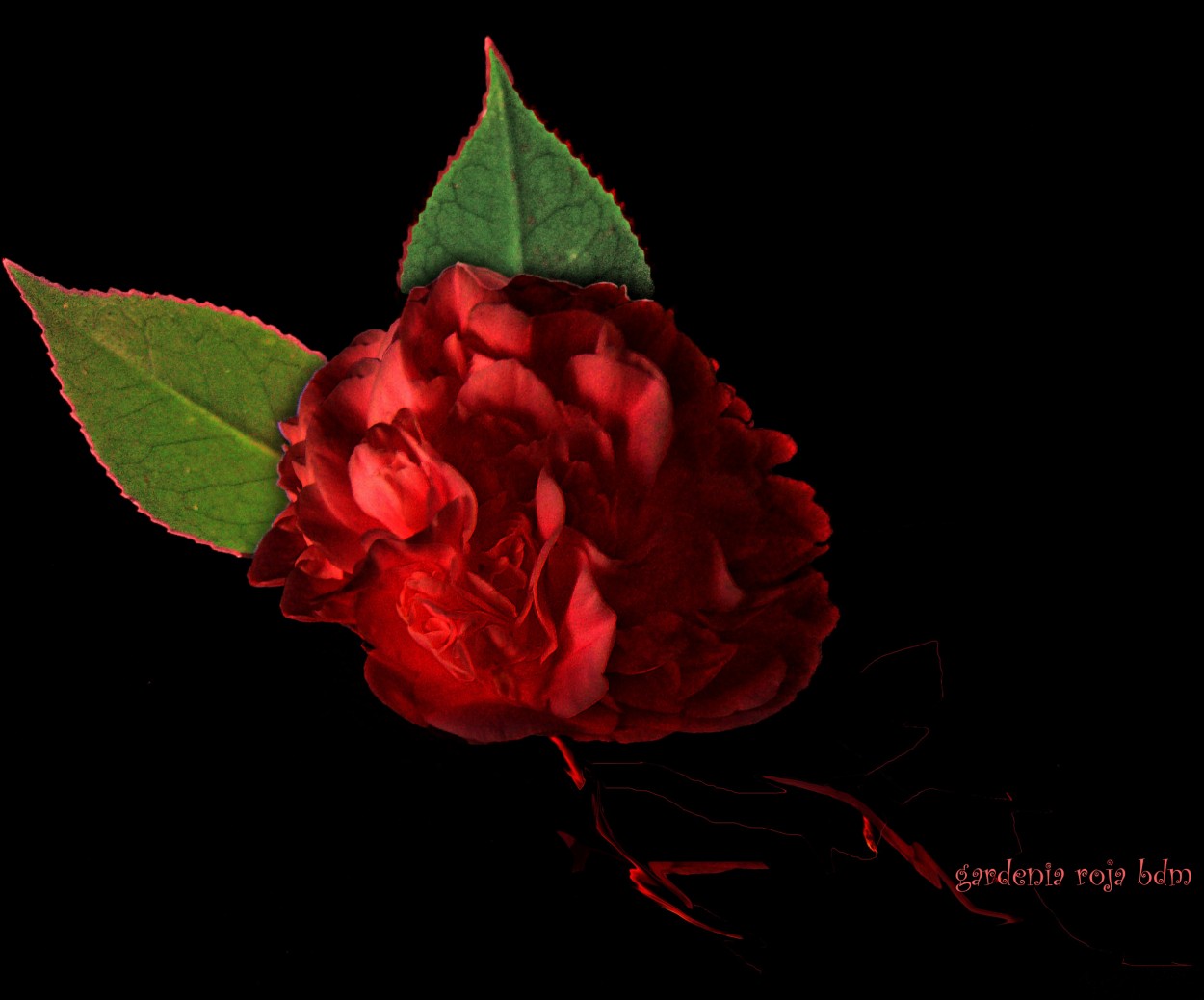 "gardenia roja" de Beatriz Di Marzio