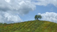 La colina, el árbol y las amapolas