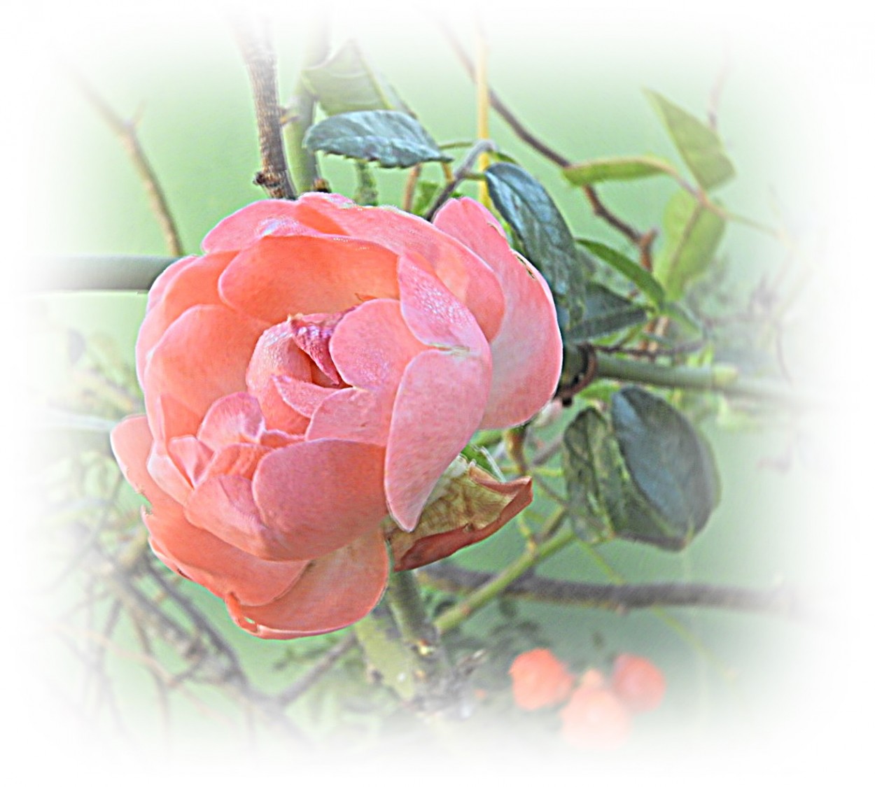 "A mini-rosa, um presente para nosso olhar!" de Decio Badari