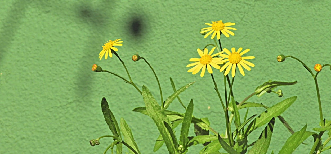 "Pequeninas flores, a natureza sempre se renovando!" de Decio Badari
