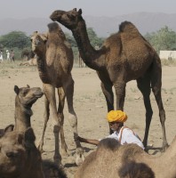 Maneando una cra de camello.