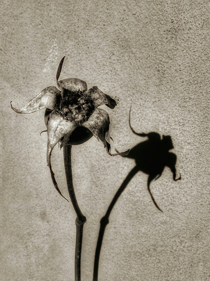 "Muerte y sombra" de Roberto Guillermo Hagemann