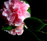 gardenia jazminoide rosa