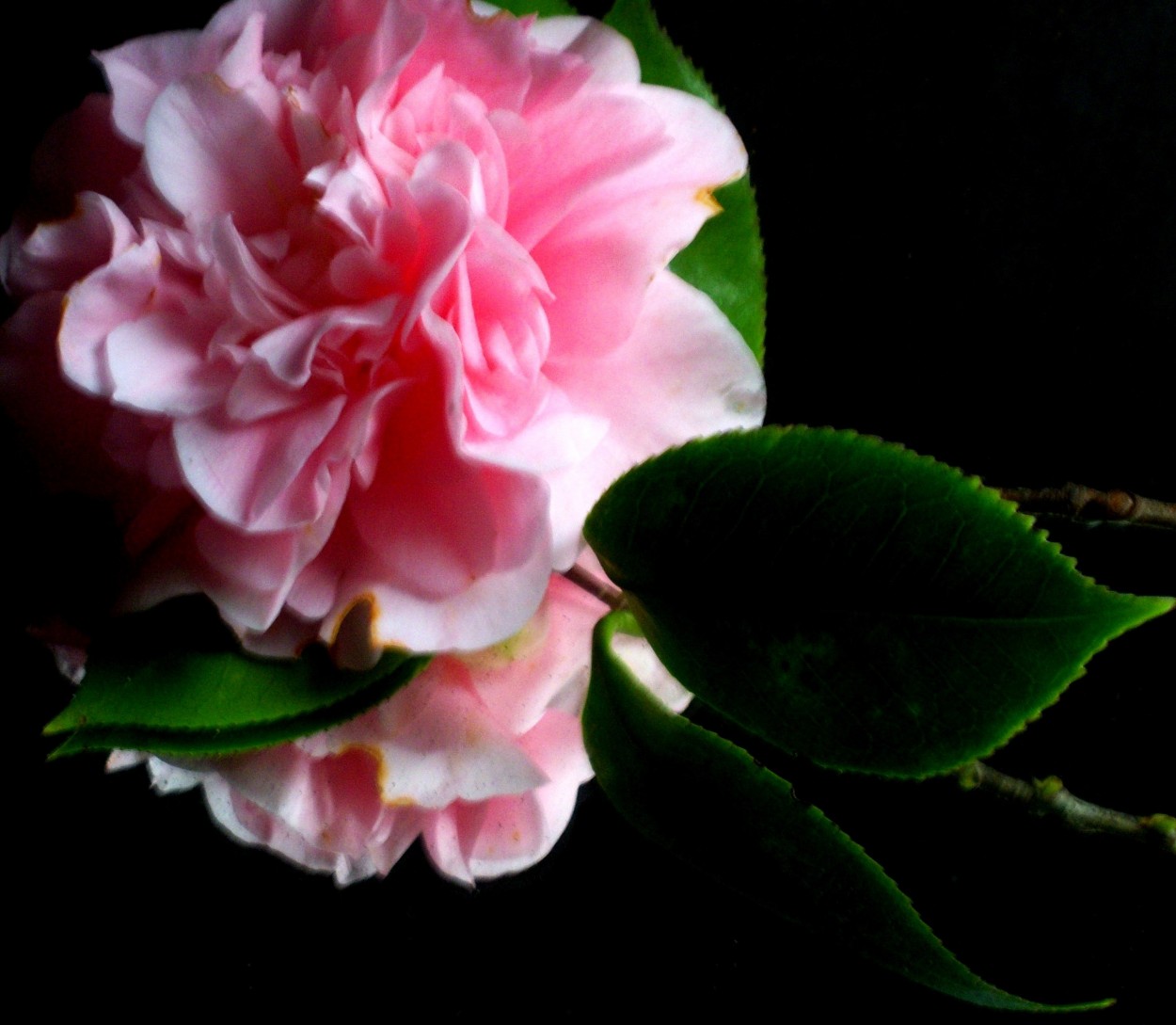 "gardenia jazminoide rosa" de Beatriz Di Marzio