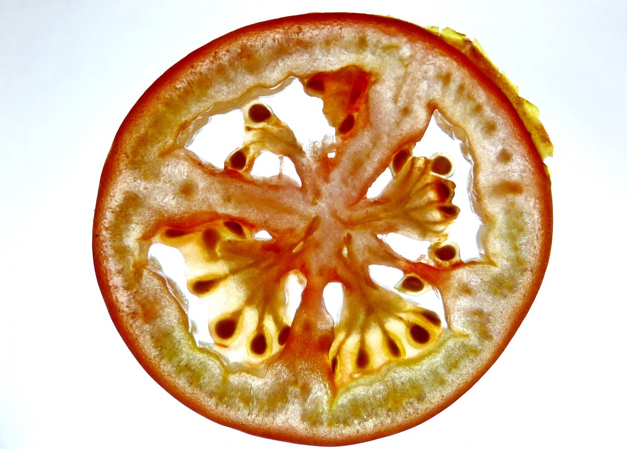 "Tomate 1" de Gerardo Pozzoli