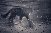 La gata bajo la lluvia...