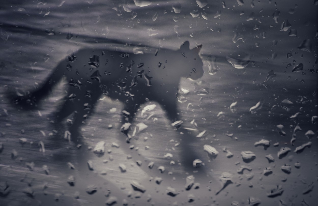 "La gata bajo la lluvia..." de Maria Isabel Hempe