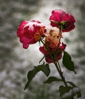 Rosas nevadas