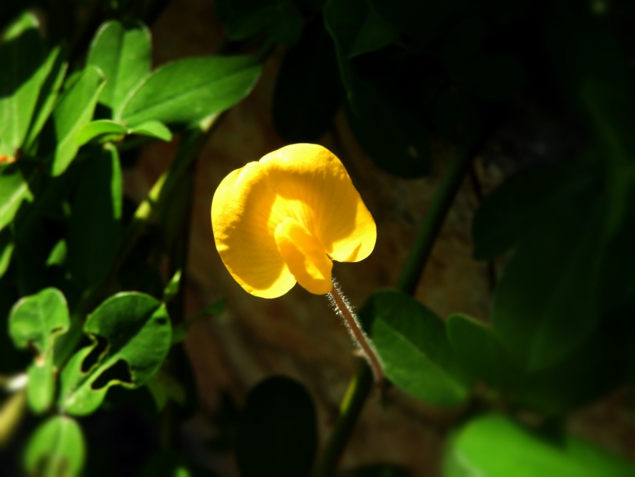 "A luminosidade na pequena flor da Grama-amendoim." de Decio Badari