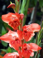 Gladiolus x hortulanus; Palma de Santa Rita.