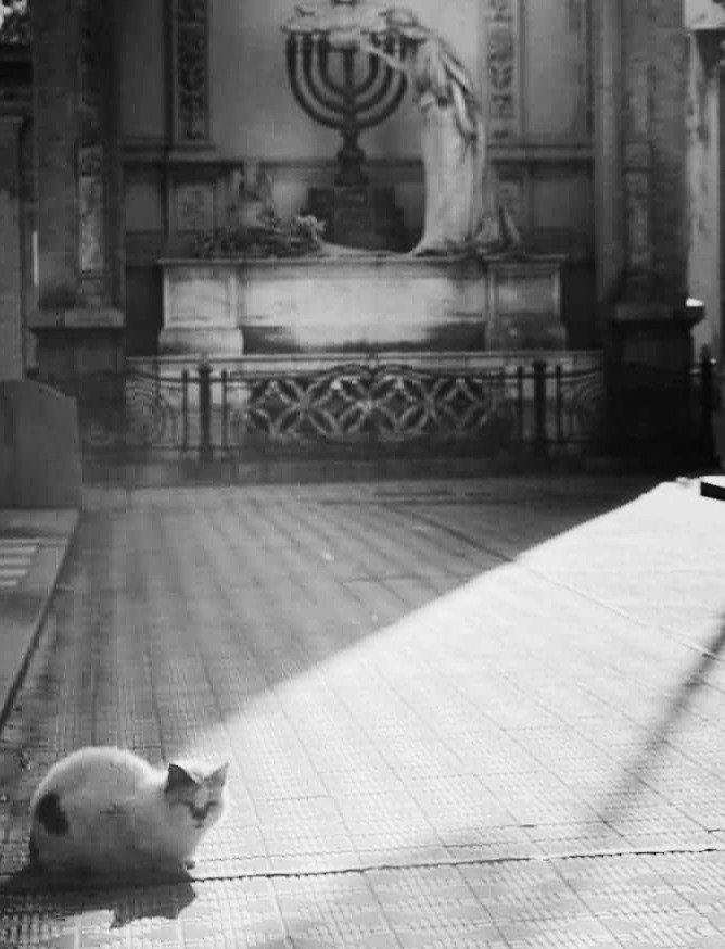 "El gato" de Ana Vaccari