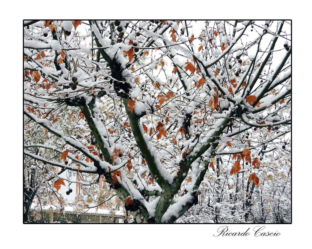 "Nieve y color" de Ricardo Cascio