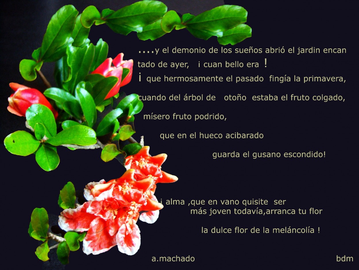 "la dulce flor de la melancolia..." de Beatriz Di Marzio