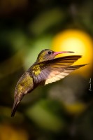 colibr bronceado
