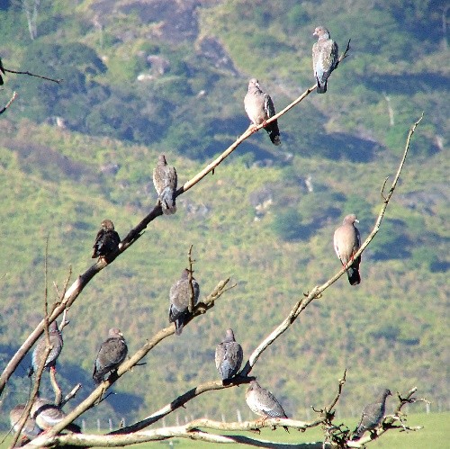 "O local preferido das palomas." de Decio Badari