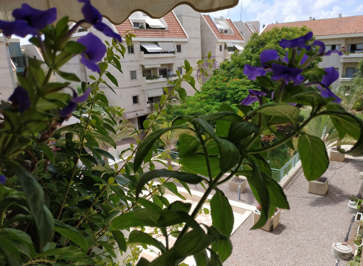 "flores en mi balcon...." de Tzvi Katz