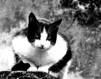 Um P & B de um felino preto e branco!
