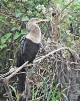 No Pantanal M.S. uma Biguatinga, fmea