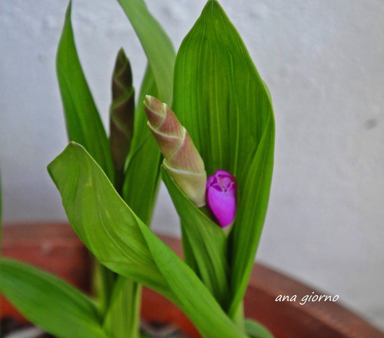 "Mis orquideas listas para florecer" de Ana Giorno