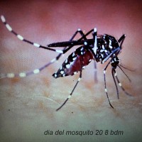 dia mundial del mosquito