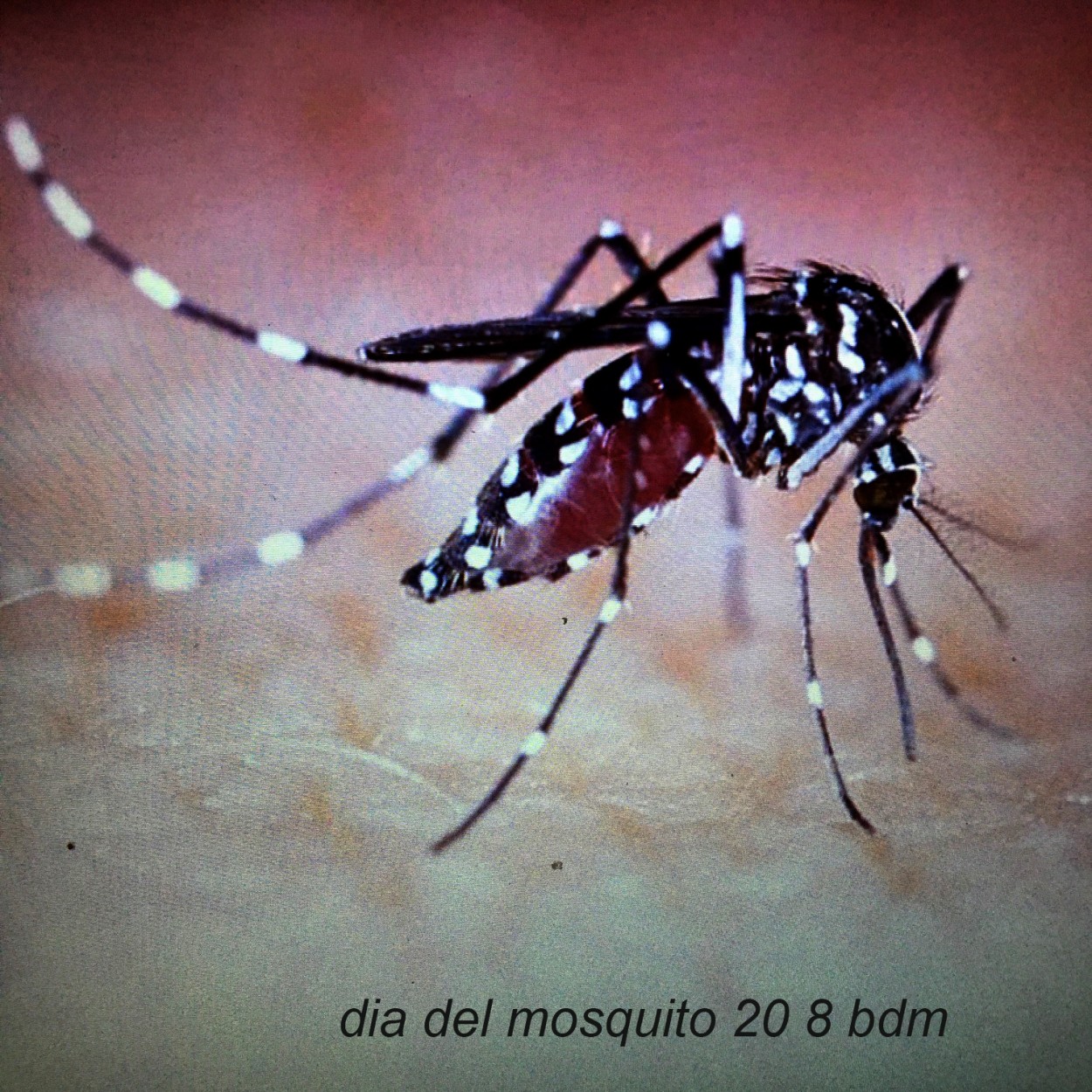 "dia mundial del mosquito" de Beatriz Di Marzio