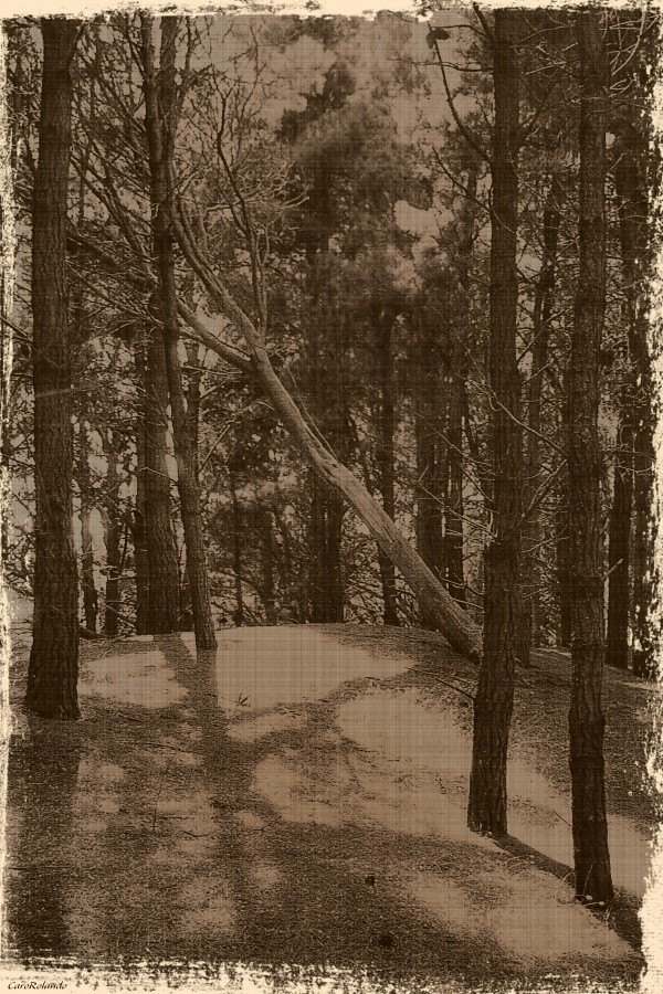 "Silencios de bosque" de Carolina Rolando