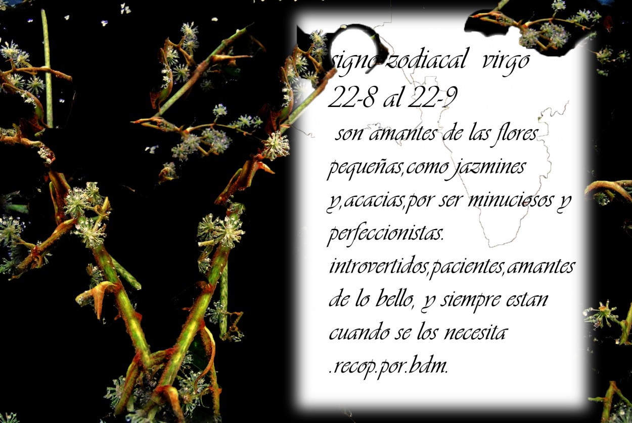 "virgo :22 8 al 22 9" de Beatriz Di Marzio