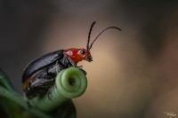 Escarabajo soldado